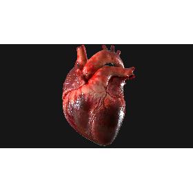 3D Human Heart Anatomy (Animation) model